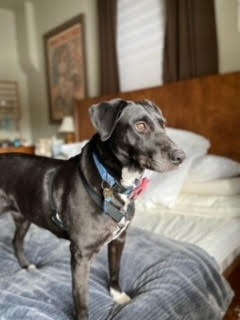Persy, an adoptable Labrador Retriever, Black Labrador Retriever in Salt Lake City, UT, 84117 | Photo Image 6