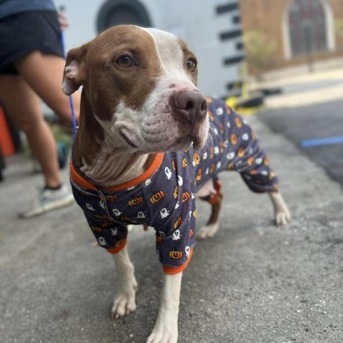 Coffee Fox, an adoptable Terrier in Savannah, GA, 31406 | Photo Image 4