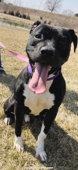 Arnie, an adoptable Pit Bull Terrier in Oskaloosa, IA, 52577 | Photo Image 1