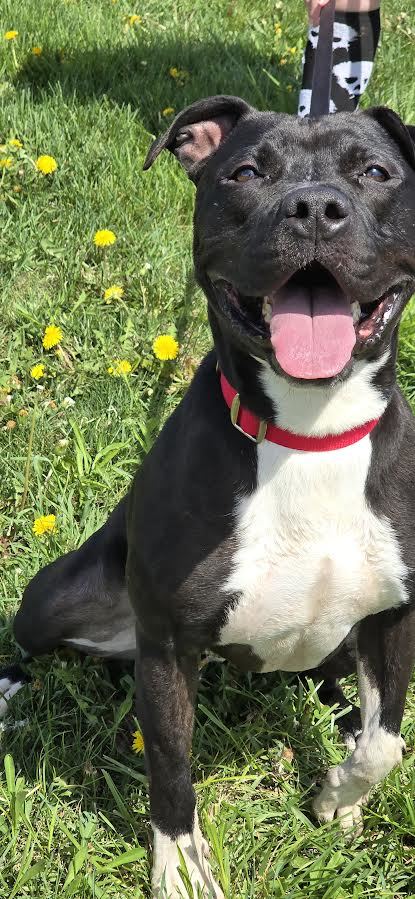 Arnie, an adoptable Pit Bull Terrier in Oskaloosa, IA, 52577 | Photo Image 1