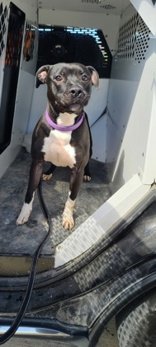 Arnie, an adoptable Pit Bull Terrier in Oskaloosa, IA, 52577 | Photo Image 2