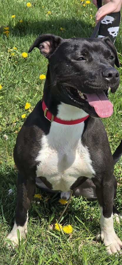 Arnie, an adoptable Pit Bull Terrier in Oskaloosa, IA, 52577 | Photo Image 2