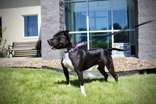 Arnie, an adoptable Pit Bull Terrier in Oskaloosa, IA, 52577 | Photo Image 3