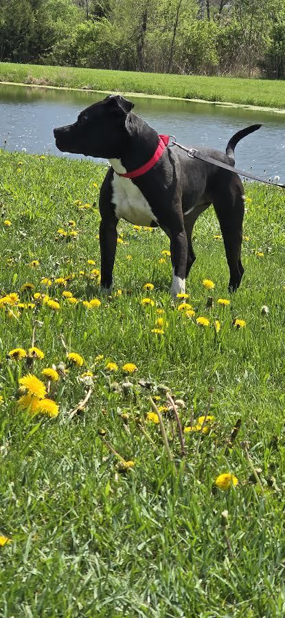 Arnie, an adoptable Pit Bull Terrier in Oskaloosa, IA, 52577 | Photo Image 3