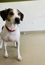 Biscuit, an adoptable Hound in Oskaloosa, IA, 52577 | Photo Image 1