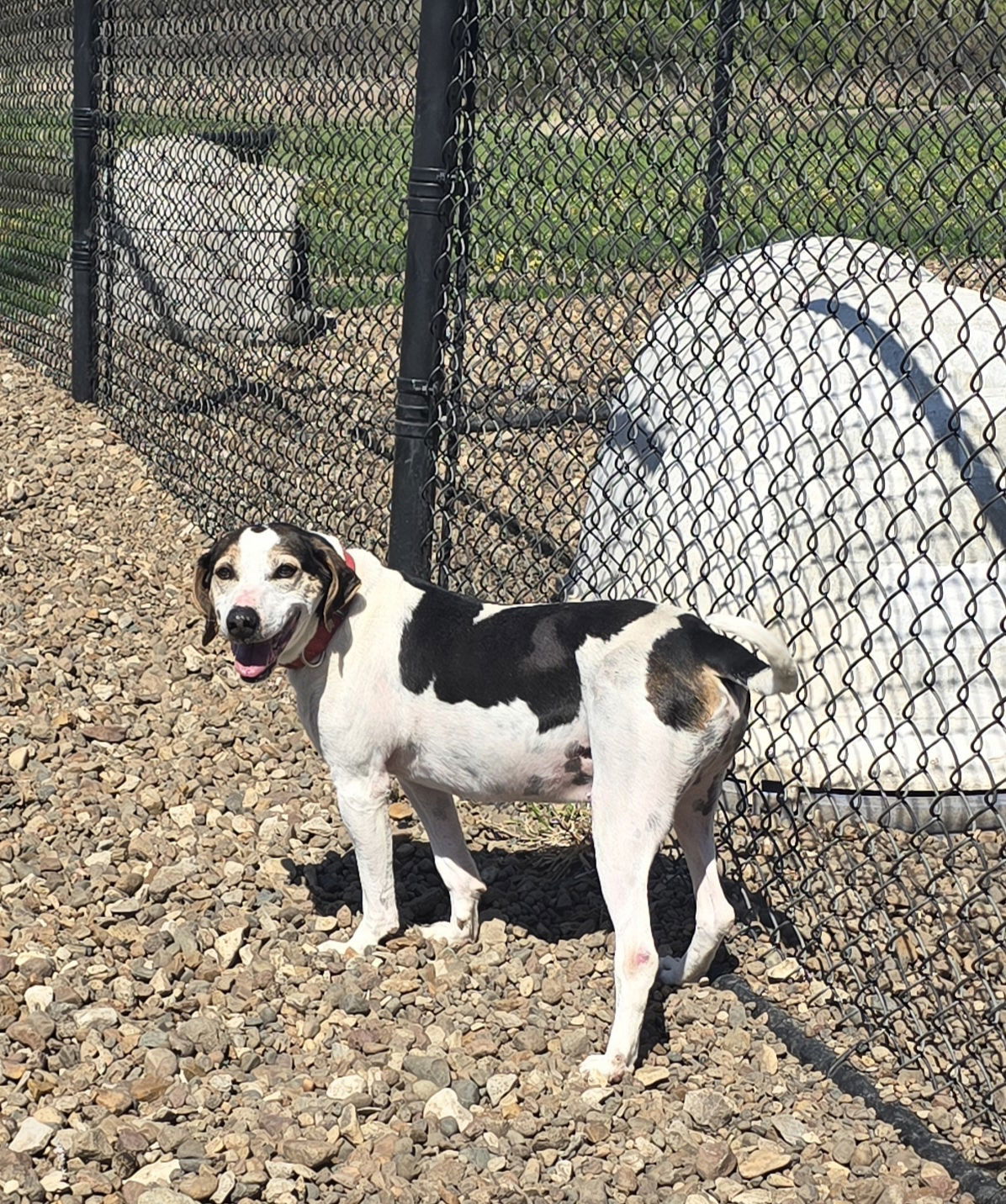 Biscuit, an adoptable Hound in Oskaloosa, IA, 52577 | Photo Image 1