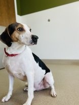 Biscuit, an adoptable Hound in Oskaloosa, IA, 52577 | Photo Image 2