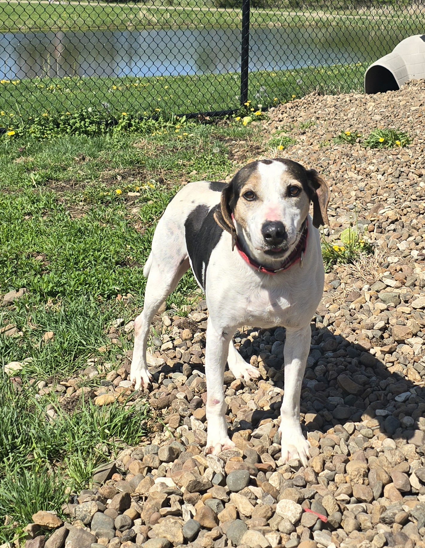 Biscuit, an adoptable Hound in Oskaloosa, IA, 52577 | Photo Image 2