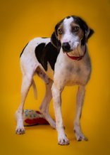 Biscuit, an adoptable Hound in Oskaloosa, IA, 52577 | Photo Image 3