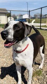 Cairo, an adoptable Pointer in Oskaloosa, IA, 52577 | Photo Image 1