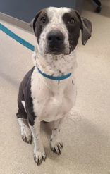 Cairo, an adoptable Pointer in Oskaloosa, IA, 52577 | Photo Image 2