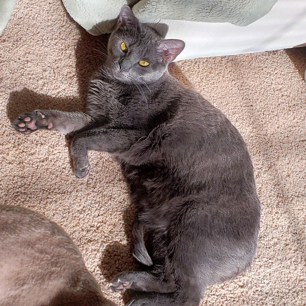 Nikita "Nickie", an adoptable Russian Blue, Domestic Short Hair in Garland, TX, 75040 | Photo Image 2