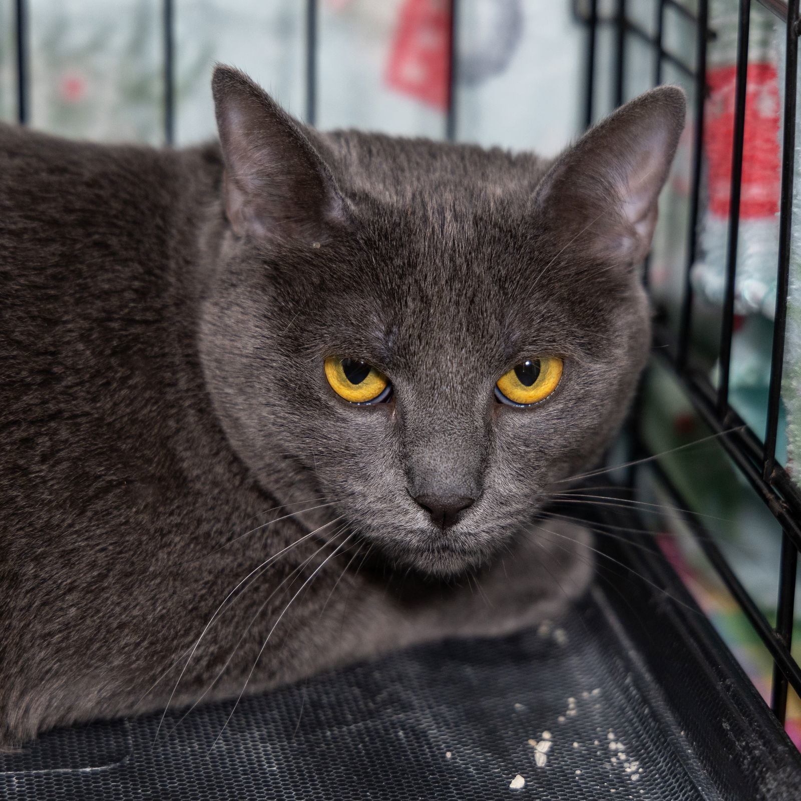 Nikita "Nickie", an adoptable Russian Blue, Domestic Short Hair in Garland, TX, 75040 | Photo Image 2