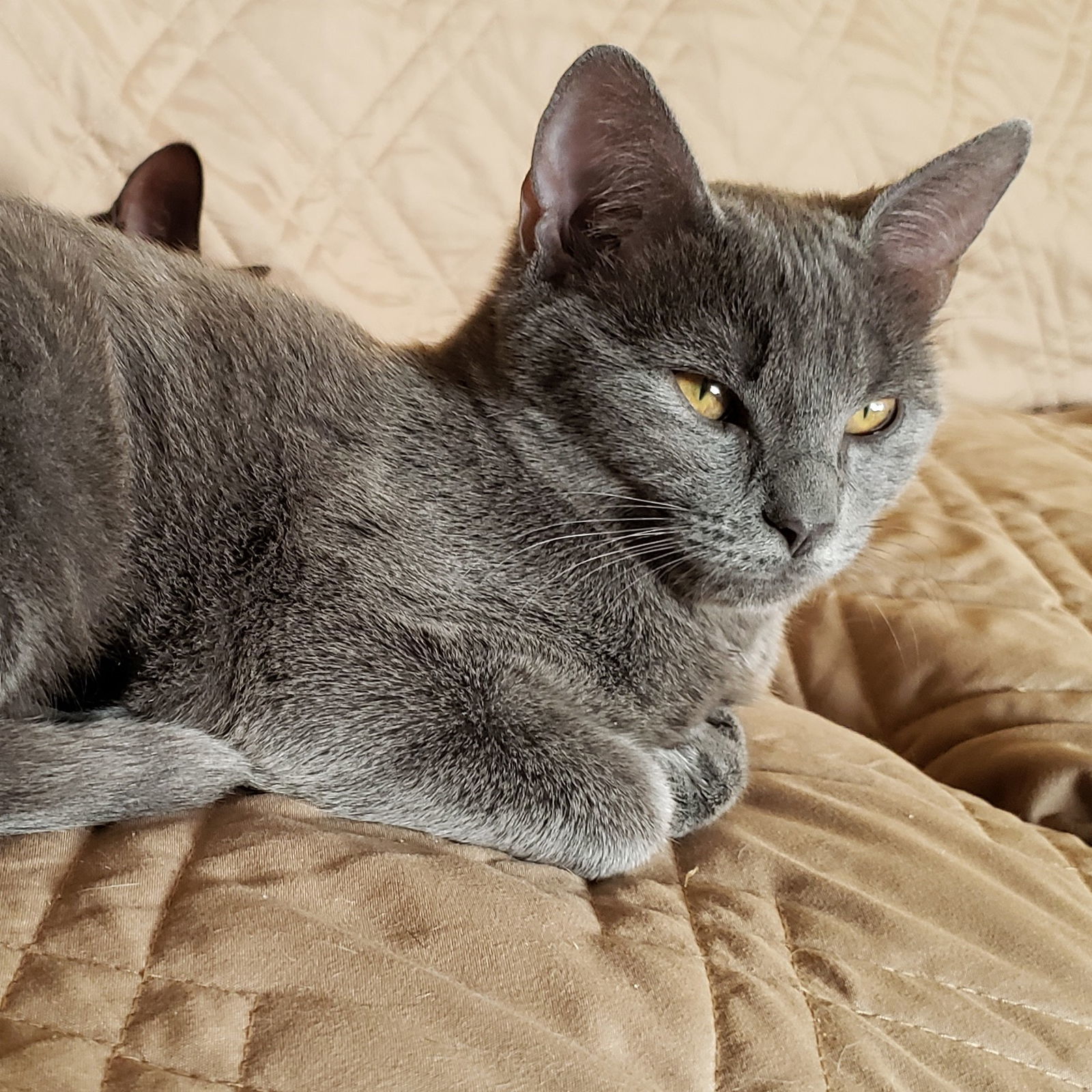 Nikita "Nickie", an adoptable Russian Blue, Domestic Short Hair in Garland, TX, 75040 | Photo Image 5