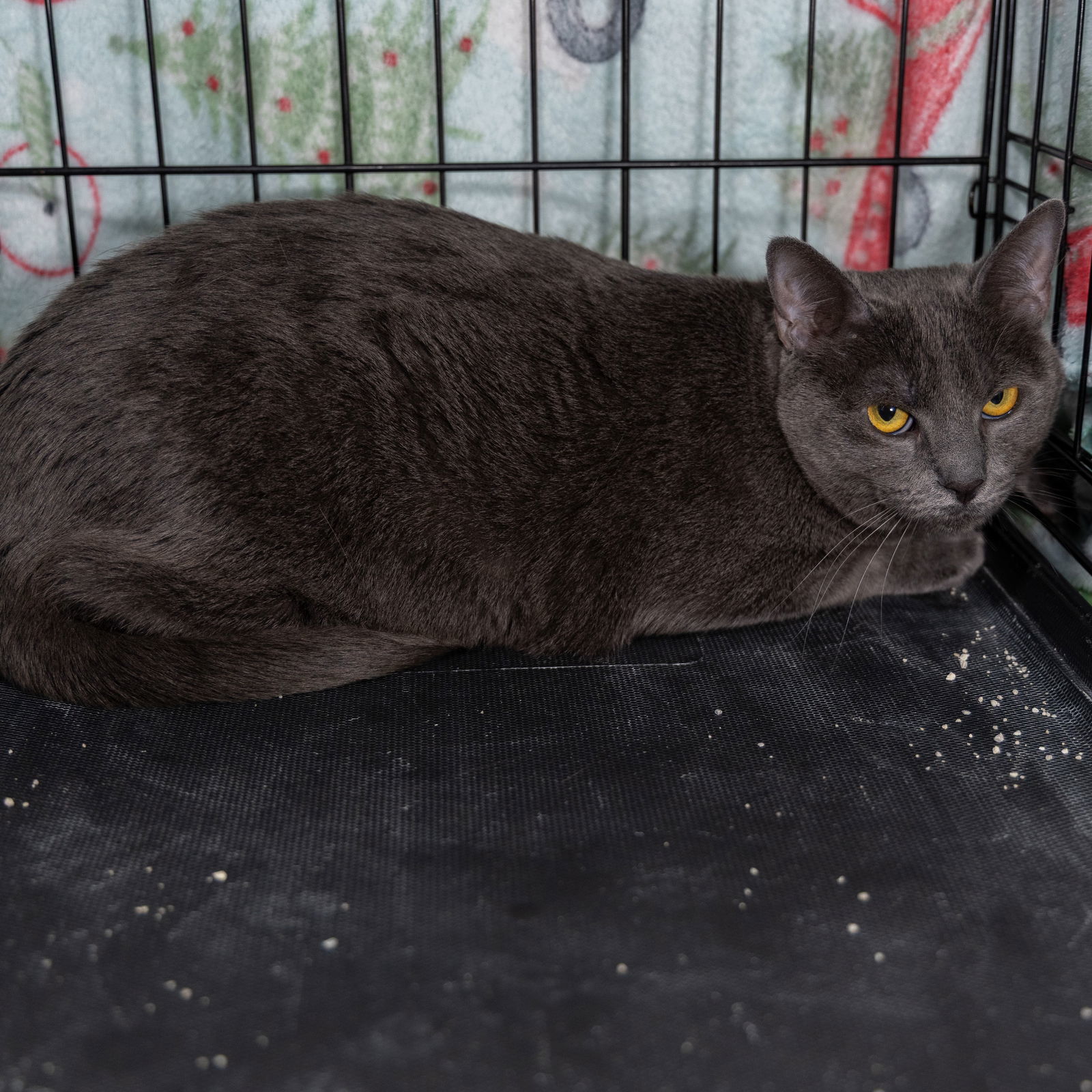 Nikita "Nickie", an adoptable Russian Blue, Domestic Short Hair in Garland, TX, 75040 | Photo Image 5