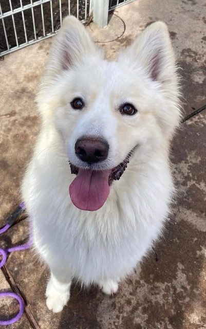 Samoyed cross 2024 german shepherd