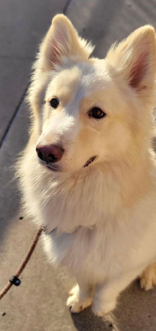 Oso, an adoptable Samoyed, Husky in San Rafael, CA, 94903 | Photo Image 5