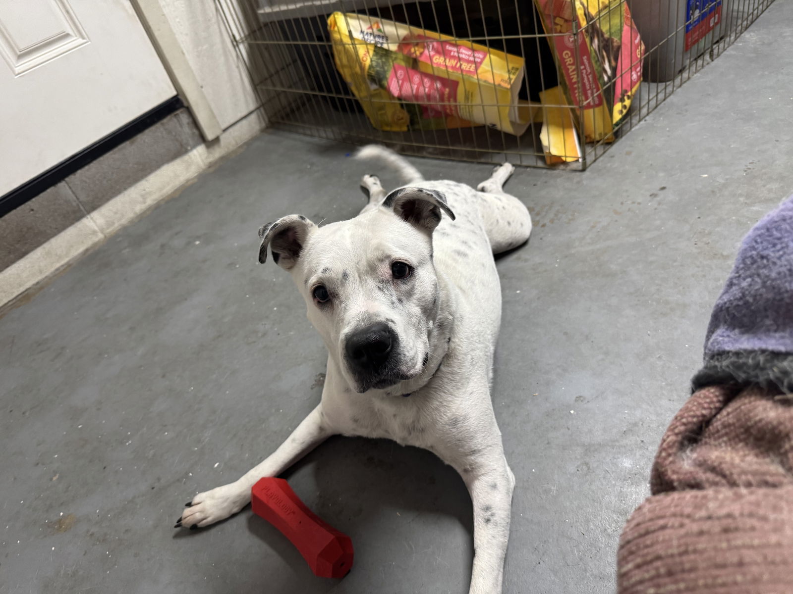 SPOTTA, an adoptable Cattle Dog, American Bulldog in Chandler, AZ, 85249 | Photo Image 1
