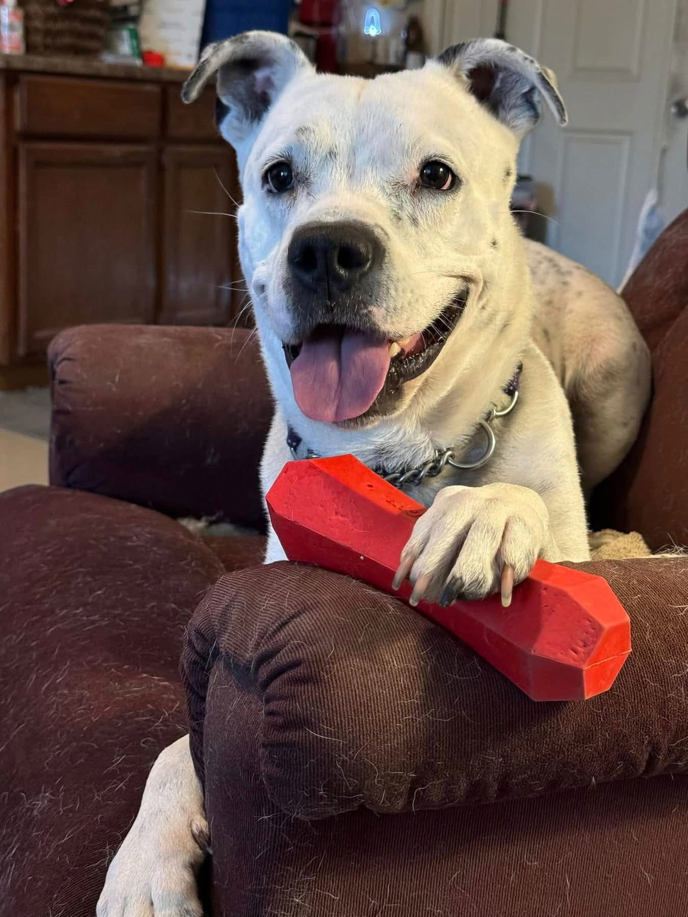SPOTTA, an adoptable Cattle Dog, American Bulldog in Chandler, AZ, 85249 | Photo Image 1