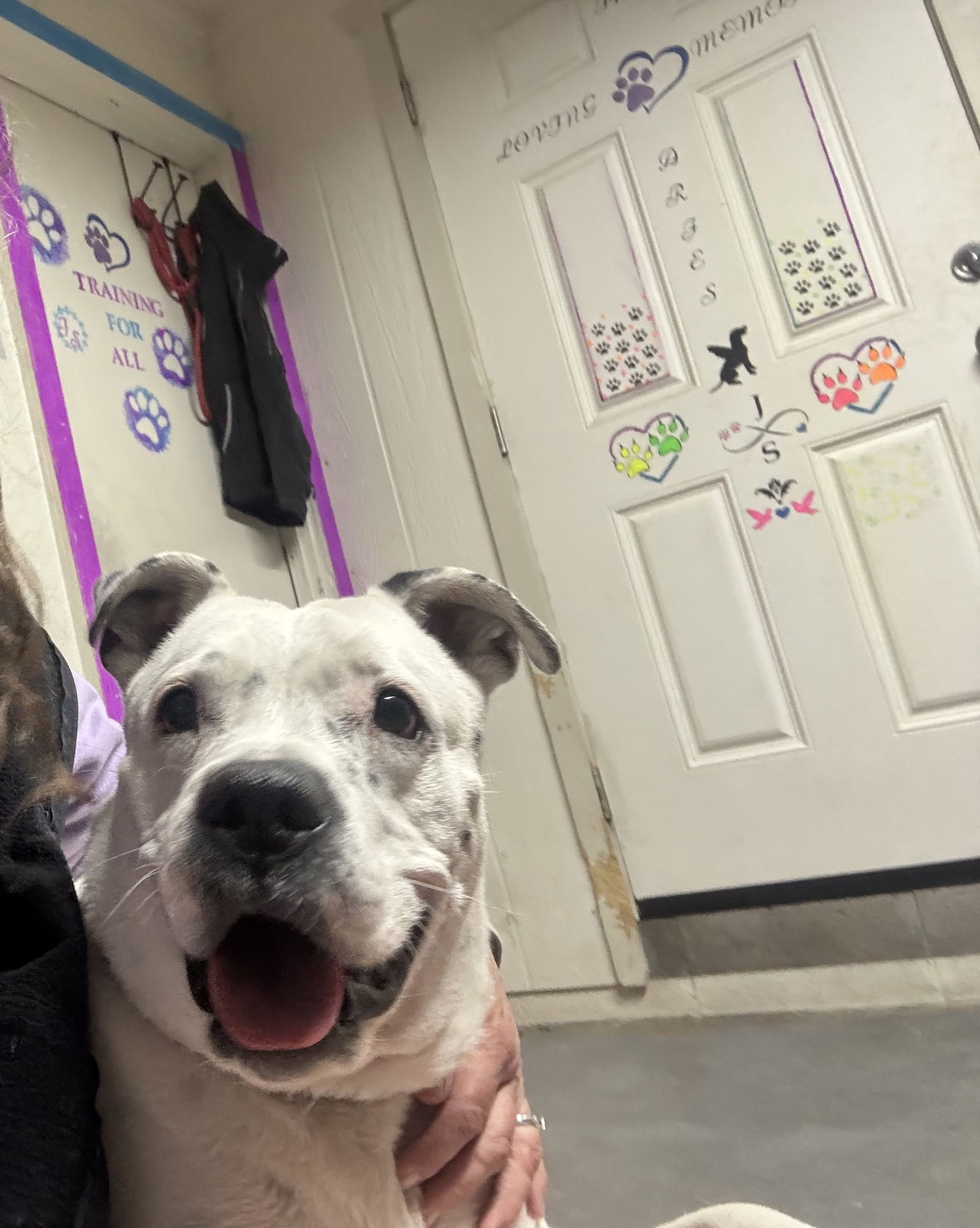 SPOTTA, an adoptable Cattle Dog, American Bulldog in Chandler, AZ, 85249 | Photo Image 2