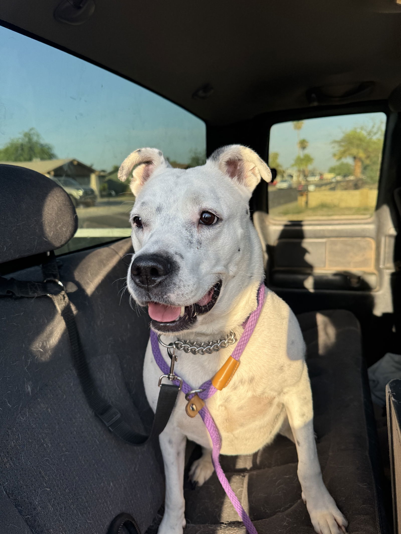 SPOTTA, an adoptable Cattle Dog, American Bulldog in Chandler, AZ, 85249 | Photo Image 2