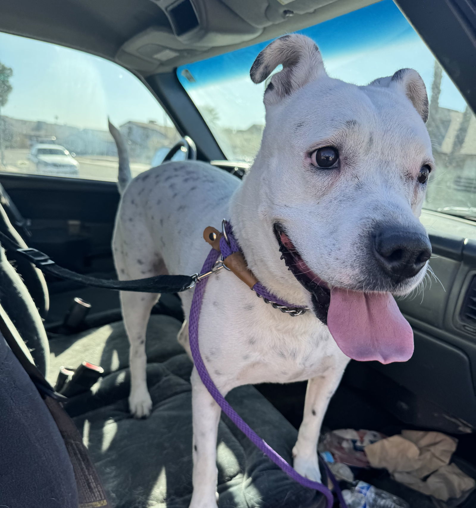 SPOTTA, an adoptable Cattle Dog, American Bulldog in Chandler, AZ, 85249 | Photo Image 3