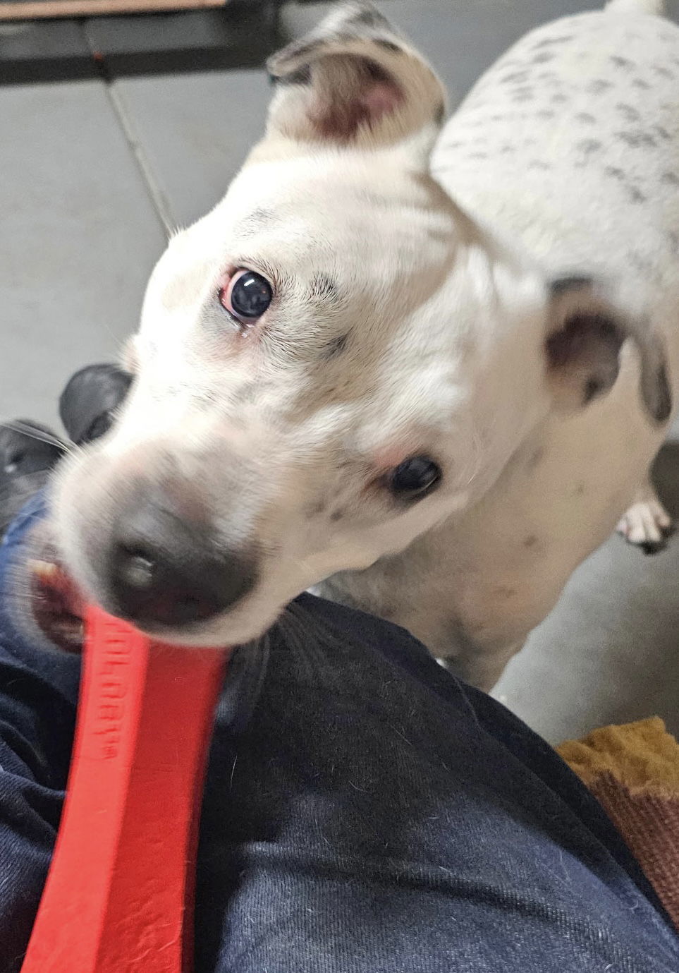 SPOTTA, an adoptable Cattle Dog, American Bulldog in Chandler, AZ, 85249 | Photo Image 3