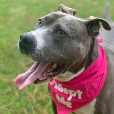 Doja, an adoptable American Staffordshire Terrier in Savannah, GA, 31406 | Photo Image 1