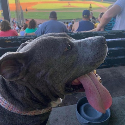 Doja, an adoptable American Staffordshire Terrier in Savannah, GA, 31406 | Photo Image 5