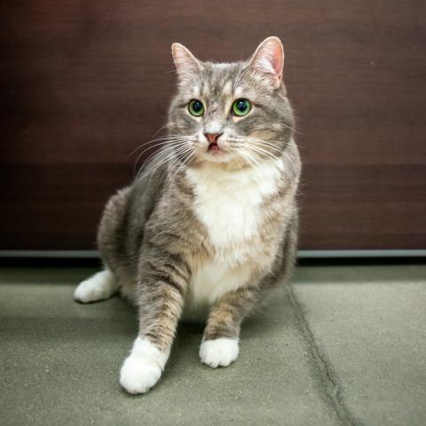 Pinker, an adoptable Domestic Short Hair in West Jordan, UT, 84084 | Photo Image 1