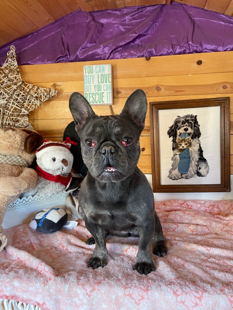 Cece, an adoptable French Bulldog in Vacaville, CA, 95688 | Photo Image 1