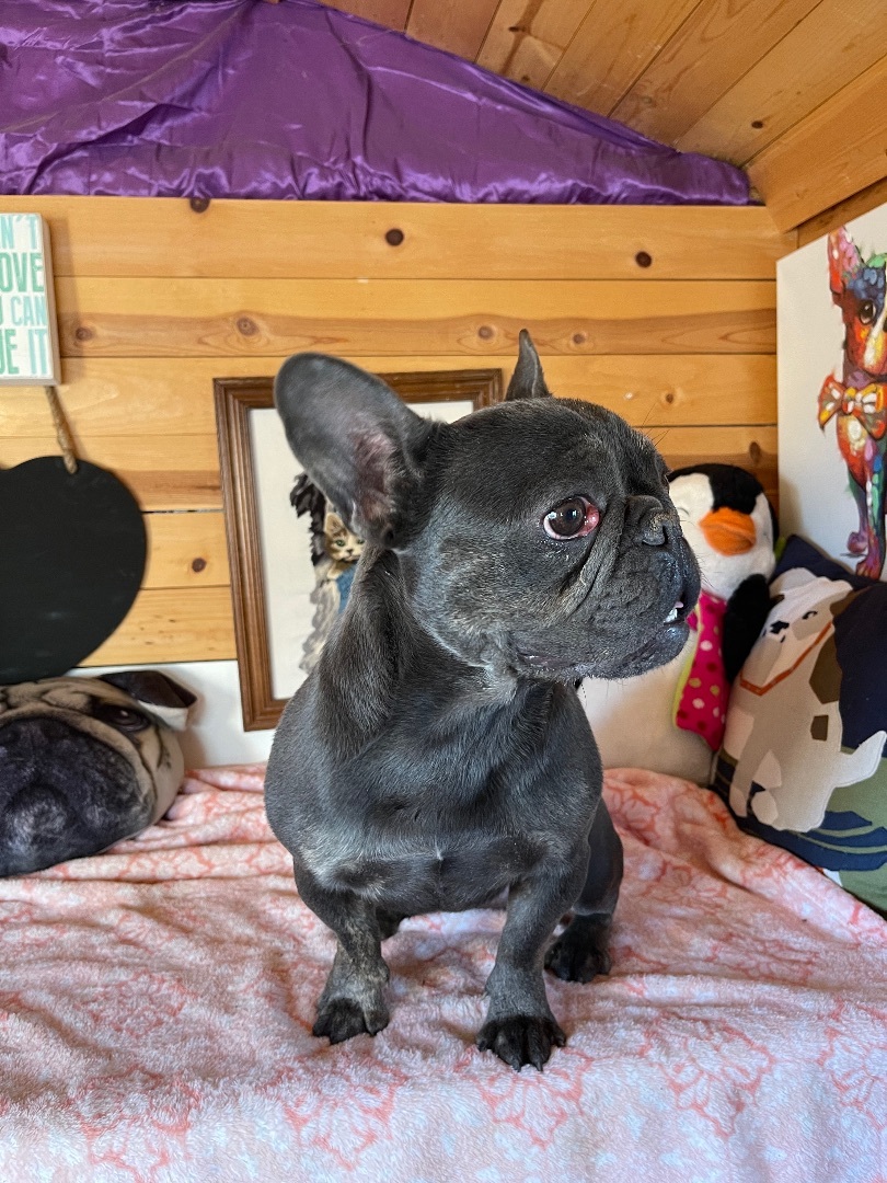 Cece, an adoptable French Bulldog in Vacaville, CA, 95688 | Photo Image 3
