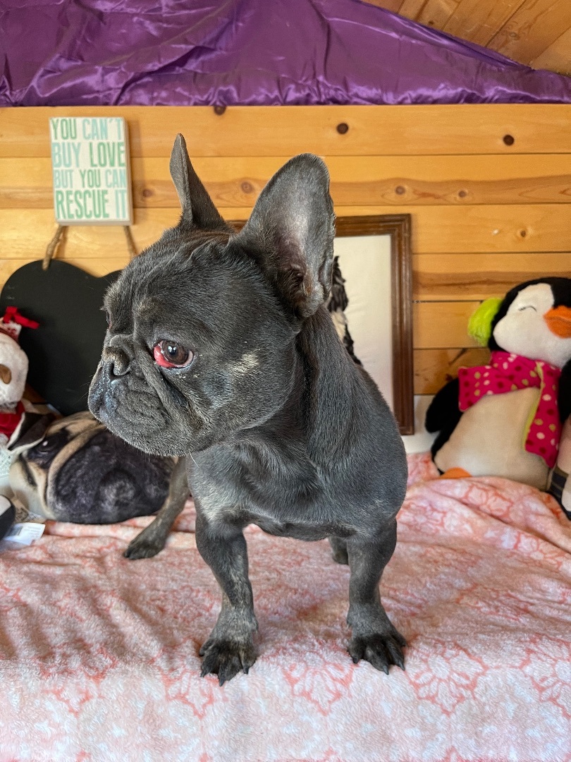 Cece, an adoptable French Bulldog in Vacaville, CA, 95688 | Photo Image 4