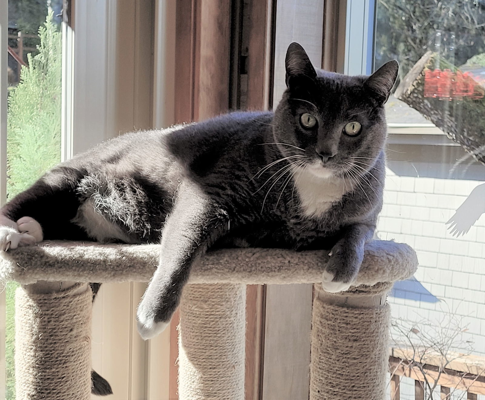 Benny Lew, an adoptable Domestic Short Hair, Tuxedo in Springfield, OR, 97475 | Photo Image 2