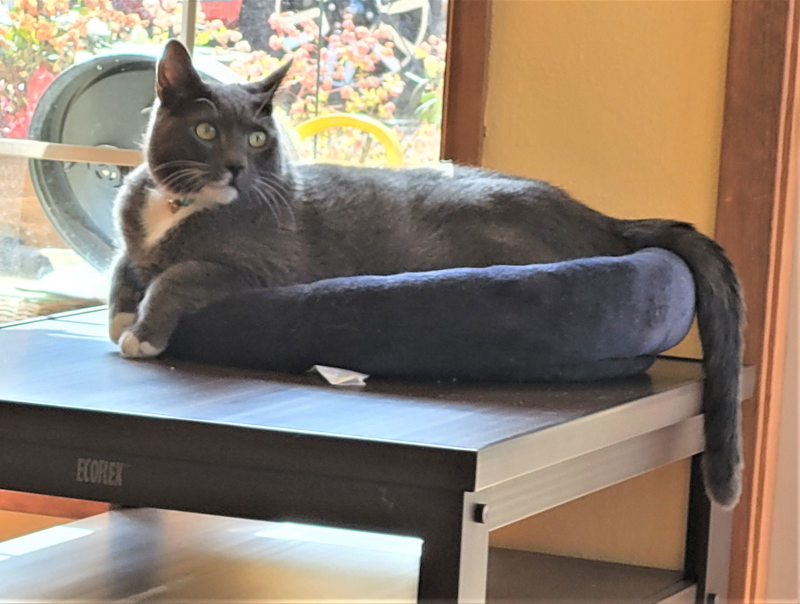 Benny Lew, an adoptable Domestic Short Hair, Tuxedo in Springfield, OR, 97475 | Photo Image 3