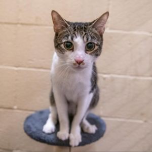 Hi my name is Melo My friends at Stray Cat Alliance say that I am crazy cute 