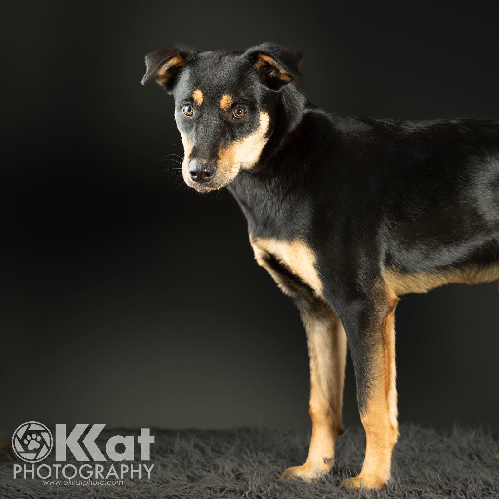 Penny, an adoptable Rottweiler, Husky in Crescent, OK, 73028 | Photo Image 1