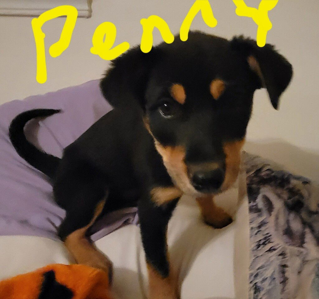 Penny, an adoptable Rottweiler, Husky in Crescent, OK, 73028 | Photo Image 3