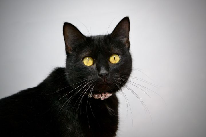 Shuri, an adopted Domestic Short Hair in Sevierville, TN_image-2