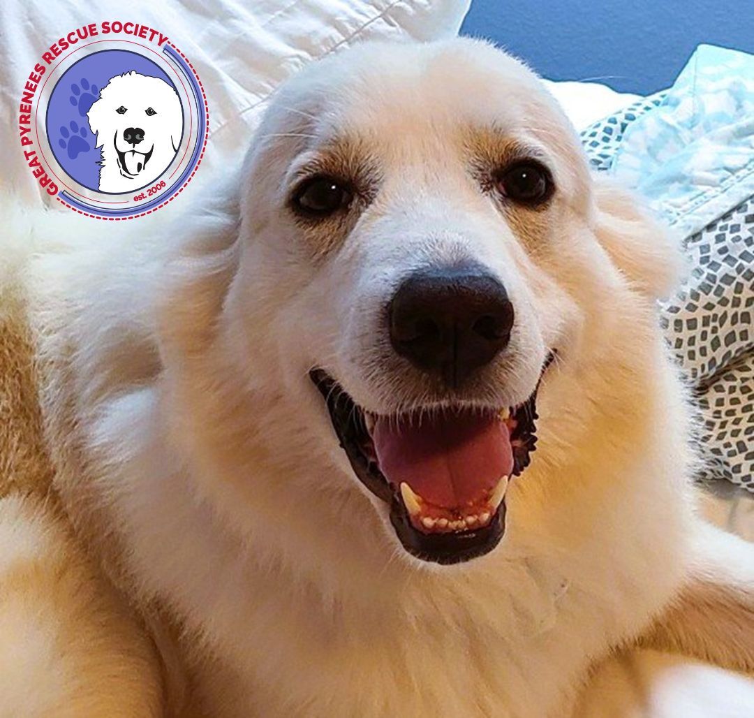 What Breed Is Markipliers Dog Chica