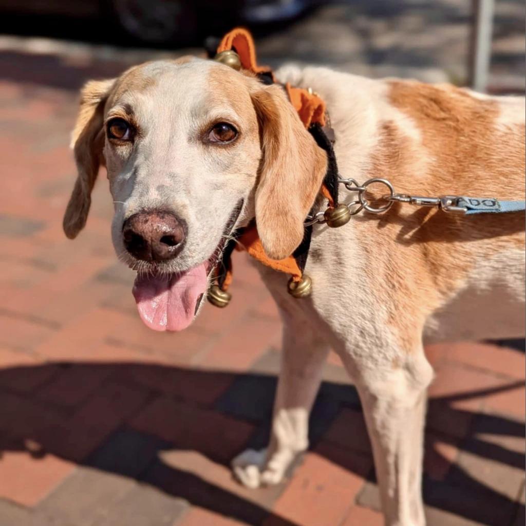 Jed aka Jedediah, an adoptable Hound in Savannah, GA, 31406 | Photo Image 1