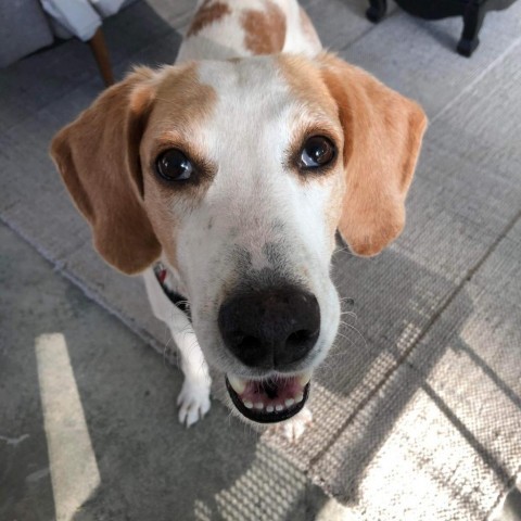 Jed aka Jedediah, an adoptable Hound in Savannah, GA, 31406 | Photo Image 2