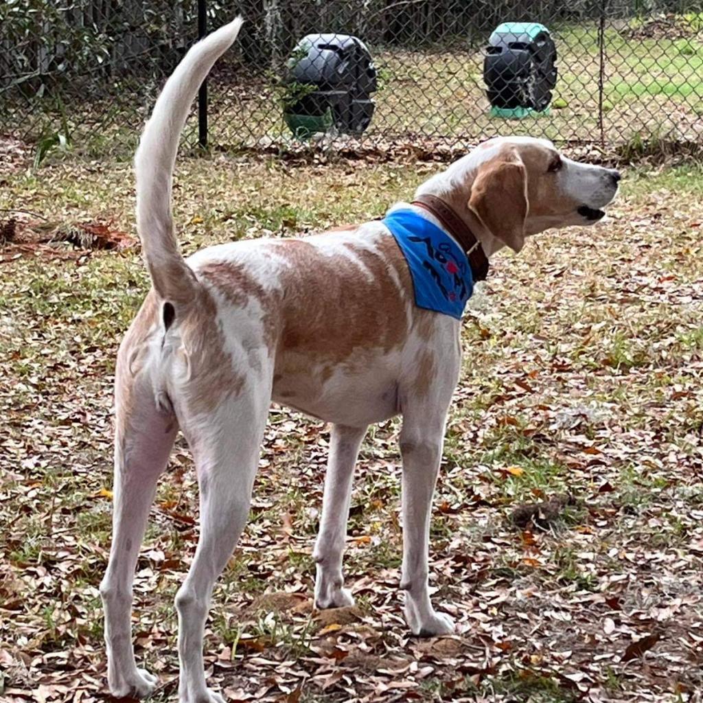 Jed aka Jedediah, an adoptable Hound in Savannah, GA, 31406 | Photo Image 2