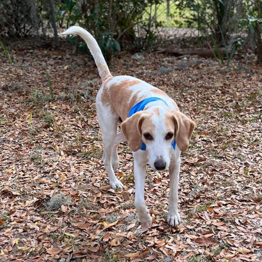 Jed aka Jedediah, an adoptable Hound in Savannah, GA, 31406 | Photo Image 3