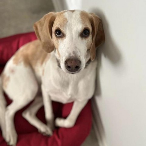 Jed aka Jedediah, an adoptable Hound in Savannah, GA, 31406 | Photo Image 4