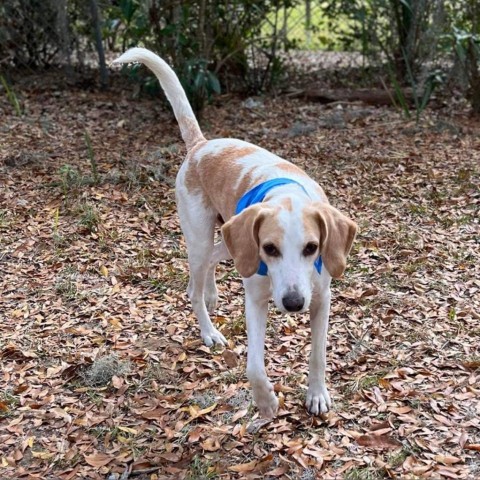 Jed aka Jedediah, an adoptable Hound in Savannah, GA, 31406 | Photo Image 6