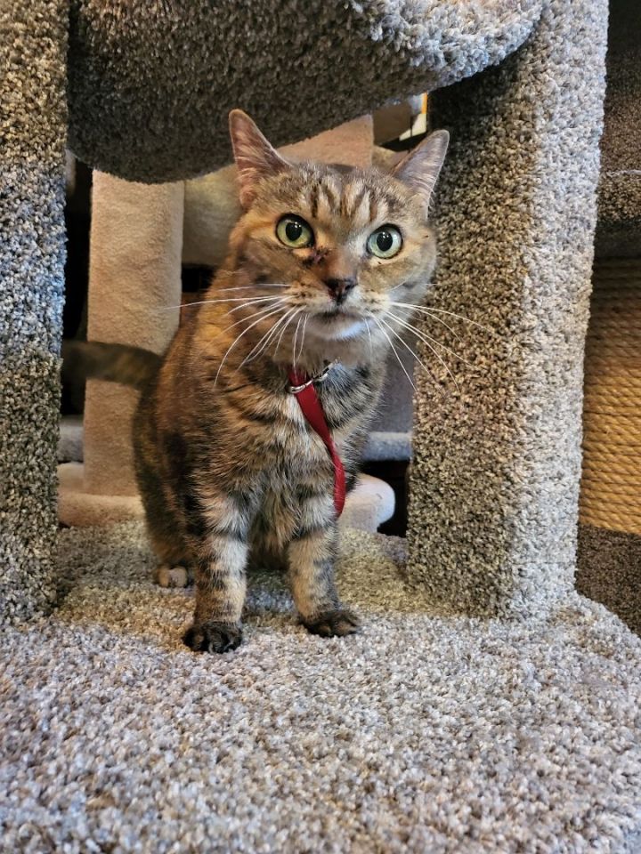 Petunia, an adoptable Tabby Mix in Roseville, MN_image-2