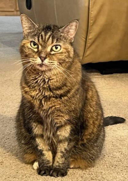 Petunia, an adoptable Tabby Mix in Roseville, MN_image-3
