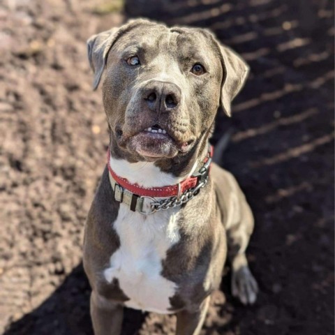 Jack, an adoptable Labrador Retriever, Pit Bull Terrier in Savannah, GA, 31406 | Photo Image 1