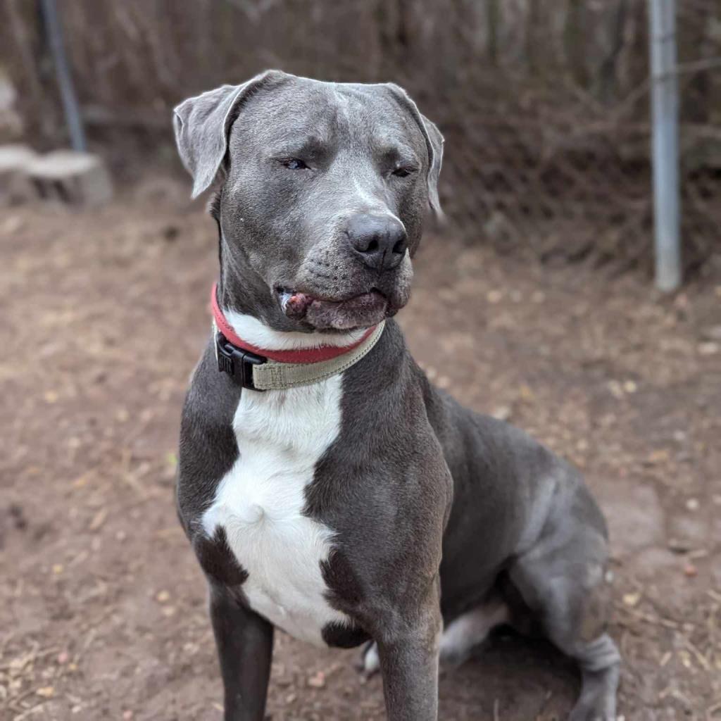 Jack, an adoptable Labrador Retriever, Pit Bull Terrier in Savannah, GA, 31406 | Photo Image 1